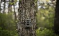 Spypoint Flex-M Cellular Trail Camera mounted on a tree for wildlife observation in a forest setting.