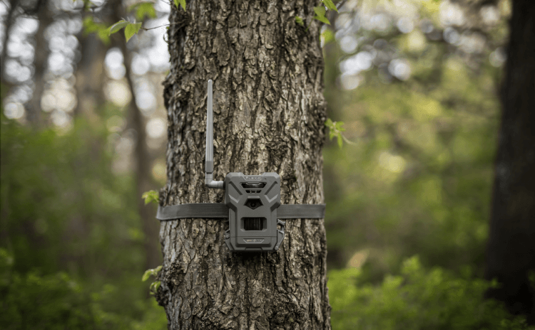 Spypoint Flex-M Cellular Trail Camera mounted on a tree for wildlife observation in a forest setting.